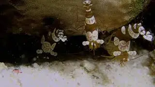 The Squat shrimp or sexy shrimp &ldquo;Thor amboinensis&rdquo;