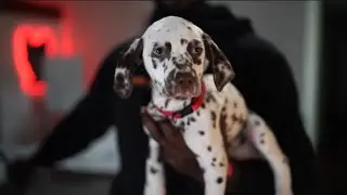 Dalmatian Puppy !!! Things We Are Learning About Dalmatians