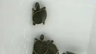 Turtle 🐢 #shorts #shortsvideo #shortsfeed #short #shortvideo #youtubeshorts #youtube #turtle #animal
