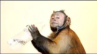 Monkey Happy Birthday Mail EXTRAVAGANZA! Part 1