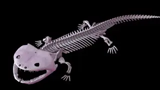 Siderops kehli Reconstruction | 3d Animation