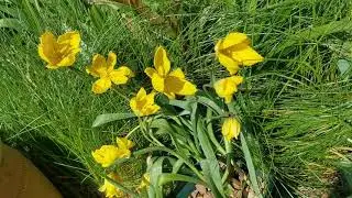 The woodland tulip Tulipa sylvestris, a bright yellow and honey scented tulip growing wild in the UK