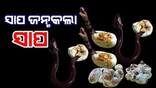 This video showcases the birth process of a snake, a fascinating aspect of nature.