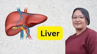 liver /digestive system /anatomy and physiology /nursing education /health education /eduhub prava