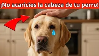 ¡Piénsalo dos veces antes de acariciar la cabeza de tu perro! – ¡Datos sorprendentes revelados!