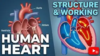 Human heart | structure and working | easy explanation in hindi | with proper diagram | flow chart
