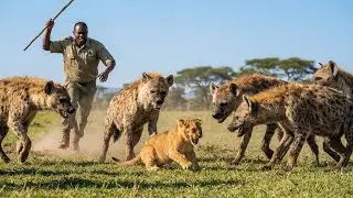 Man Risks His Life Charging a Hyena Pack to Save a Lion Cub, The Ending Is Horrifying!