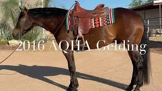 AQHA Ranch Rider by Steve Wolfe Performance Horses