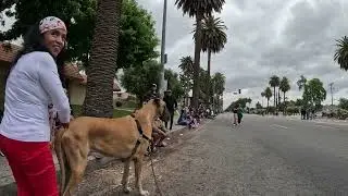 Cash 2.0 Great Dane at the Canoga Park Memorial Day Parade 2023 (1 of 3)