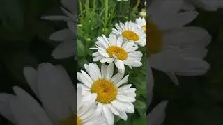 Our Shasta Daisy Patch - Illinois Zone 5 Garden #Shorts