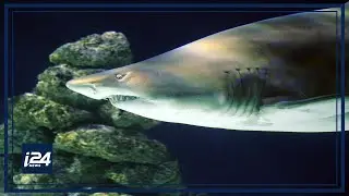 Shark attack in the Red Sea: Is Eilat in danger?