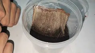Avicularia Metallica Spiderling Basic Care 🕷