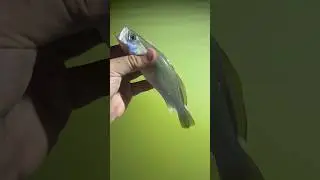 Small Sand Trout Steals The Lure!!! #fishing #fishingvideo #outdoors #shorts