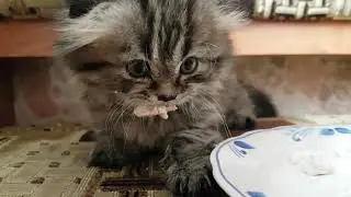 A little kitten protects food like a big lion. Growls and snorts, claws. Cute kitten