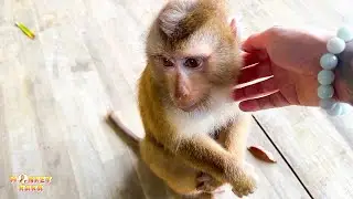Monkey Kaka is affectionate when he meets dad, so cute