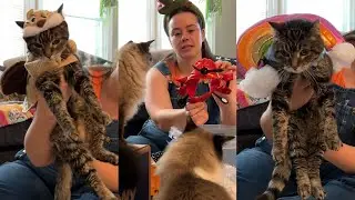 CAT HALLOWEEN COSTUME HAUL | potroastsmom