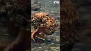 Octopus likes to Walk 🐙 || Wow Daily #shorts 8