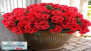 Hananona 24 Pcs Artificial Geranium Flowers for Outdoors Geranium Silk Flowers Outdoor Review