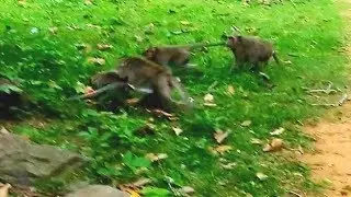 Terrified Adult monkey Sherry.. Why Dolly weaning Sherry while she falling down from the tree