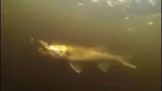 Scatterman 130 catching zander