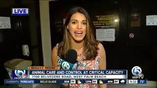 Palm Beach County Animal Care and Control shelter is at critical capacity