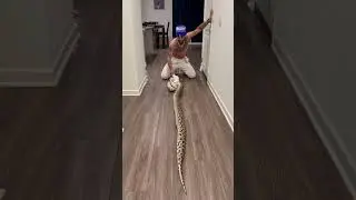 The Craziest Way To Feed A Giant Snake! 🤩🐍