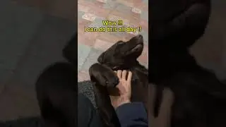 Cute Labrador getting belly rub for the first time #viral #shorts