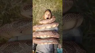 Can a Snake Really Choke a Human? The Science Behind Constriction