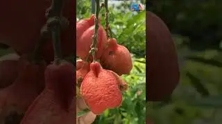 Beautiful nature life -- Chinese red dates #natureshorts  -- Jamaica&rsquo;s national fruit Ackee fruit