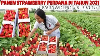 AKHIRNYA BISA PANEN STRAWBERRY LAGI SAMPE PUAS 🤩