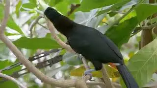 Jungle Background Video   Nature Video No Copyright   Forest Background Video   Free Stock Footage