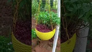 🫛🫛🫛🫛Cheru payar V/S Cheera #agro #agriculture #shortsvideo
