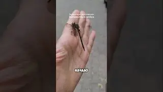 Спасти стрекозу Зеленотелку арктическую (Somatochlora arctica), Хабаровск