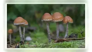 Hypholoma marginatum - fungi kingdom