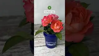 8 Genius Uses for the Viral Lowe's Mini Bucket