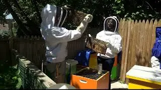 Boogie Down Bees: Local beekeeper educating community on the importance of bees with apiary