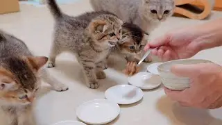 Котята мило злятся, когда еду подают слишком долго.