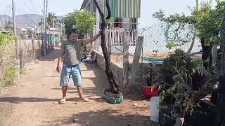 s(( đ&atilde; gl))h928 gL ae 1 c&acirc;y cẩm thị d&aacute;ng b&agrave;n tr&agrave;  khủng lh 082 6549 129 