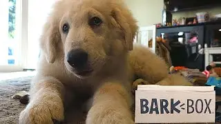 Unboxing our First BarkBox~A Pirate's Tail!
