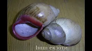 Інші екзоти