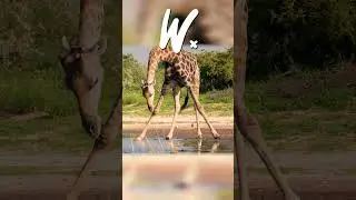 The Most DANGEROUS Moment in a Giraffe's Day 🤯 #shorts