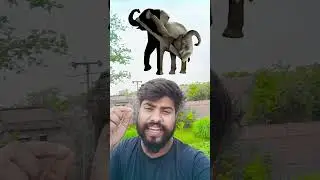 Elephant 🐘 challenge #stopchallange #puzzle #newchallenge #elephant #challenge