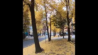 Seoul Autumn 2022,Seoul Autumn leaves,Autumn in Korea