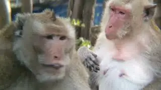 Real Life Nature of Wild Monkeys #monkey #4k #4kvideo #animals #forest #wildlife #adventure 