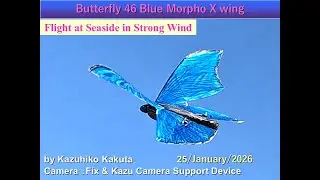 Ornithopter 蝶型羽ばたき機　Butterfly46BlueMorpho X-wing 120cm 227ｇ : Good Flight in Strong Wind at Seaside