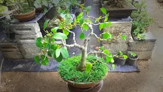 Ficus Tinctoria Bonsai Tree with full of figs |Ficus sandpaper #sreebonsaizone #bonsaigarden |Tamil