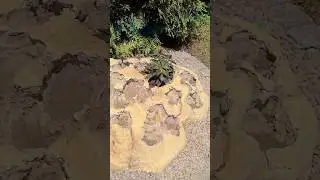 Concrete Rock #shorts