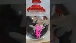 Redcap goldfish fish || just 350 🐟🐠 - what'sup : 9885503939 #virel #aquariumfishfish