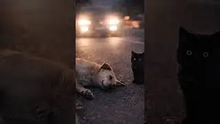A Friendship That Ended Too Soon 🐶🐱