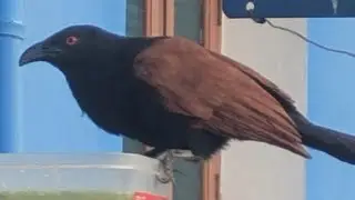Senkothu Bird - Rare information about the Bird... #sbo #parttimejob #workfromhome #senkothu#bird